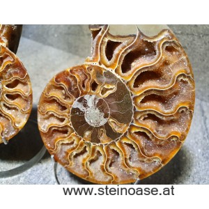 Ammonite Nr.1 - rechts